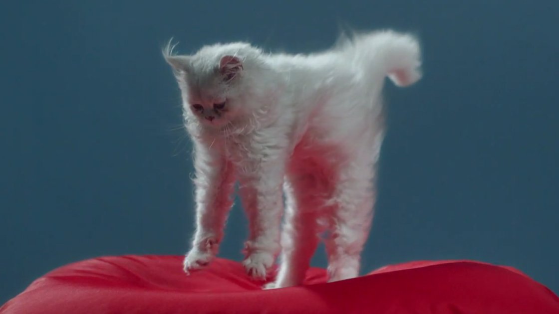 cat-jumping-landing-on-soft-pillow-alt-j-every-other-freckle-music-video